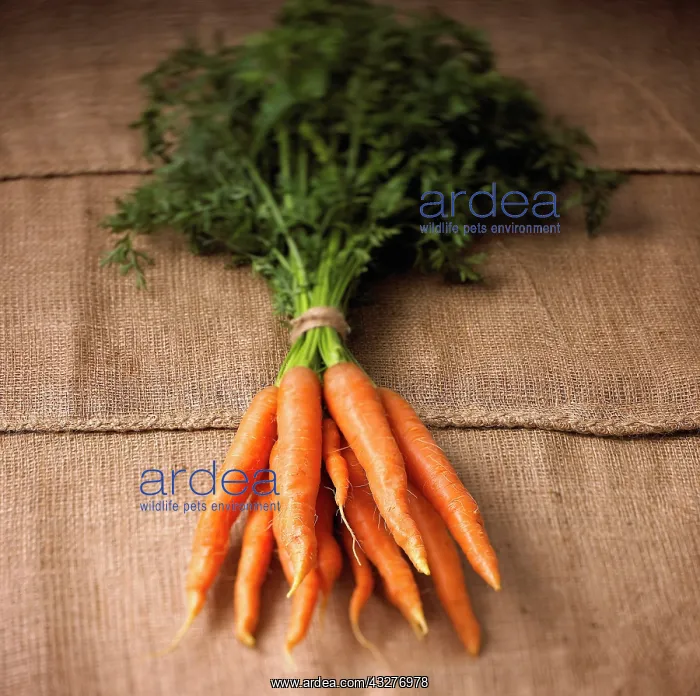 : Carrot, Daucus carota, Orange subject : Carrot, Daucus carota, Orange subject