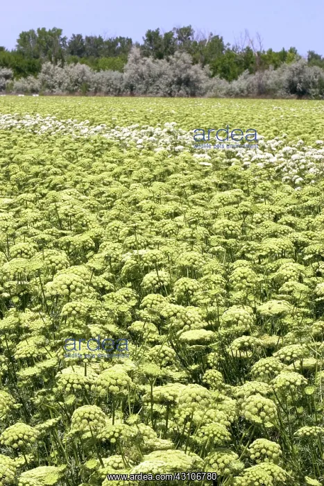 : Carrot Field : Carrot Field