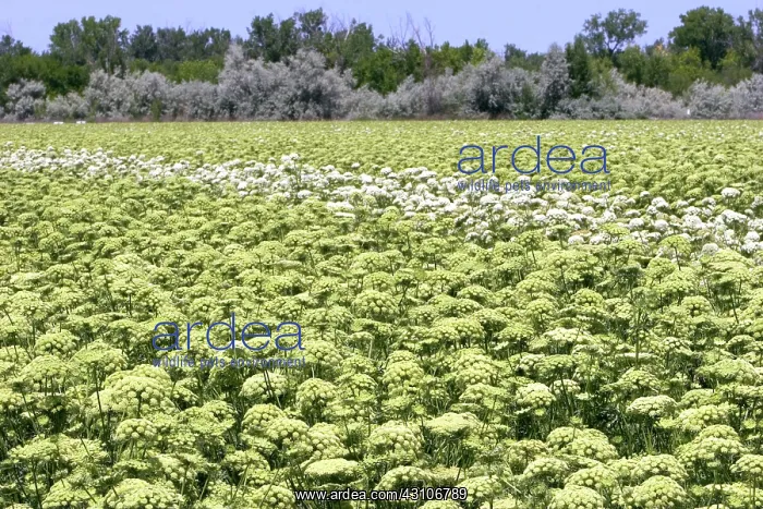 : Carrot Field : Carrot Field
