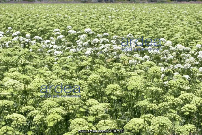 : Carrot Field : Carrot Field