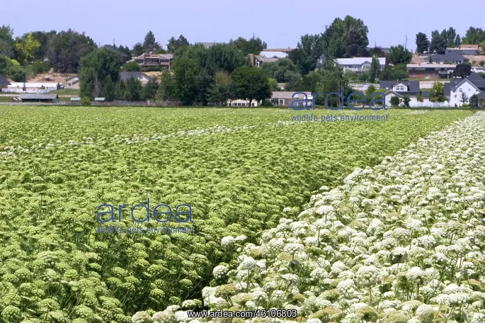 : Carrot Field : Carrot Field