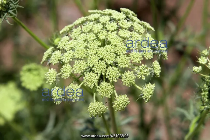 : Carrot Flowers : Carrot Flowers