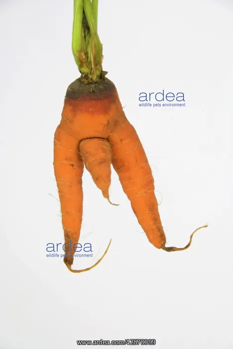  : Carrot - man carrot