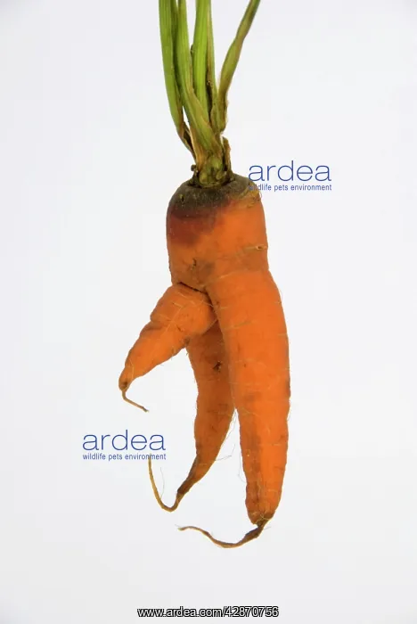  : Carrot - man carrot