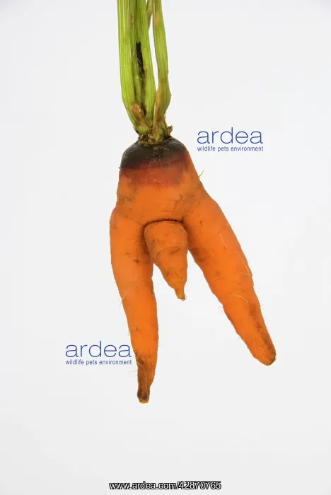  : Carrot - man carrot