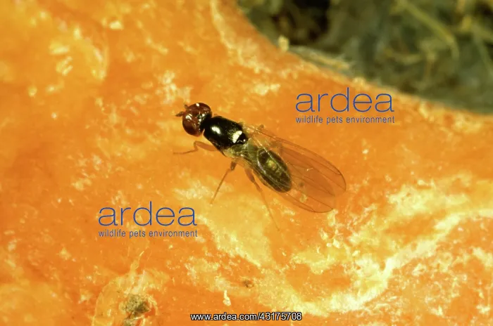 : Carrot root fly : Carrot root fly