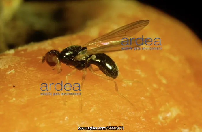 : Carrot Root Fly : Carrot Root Fly