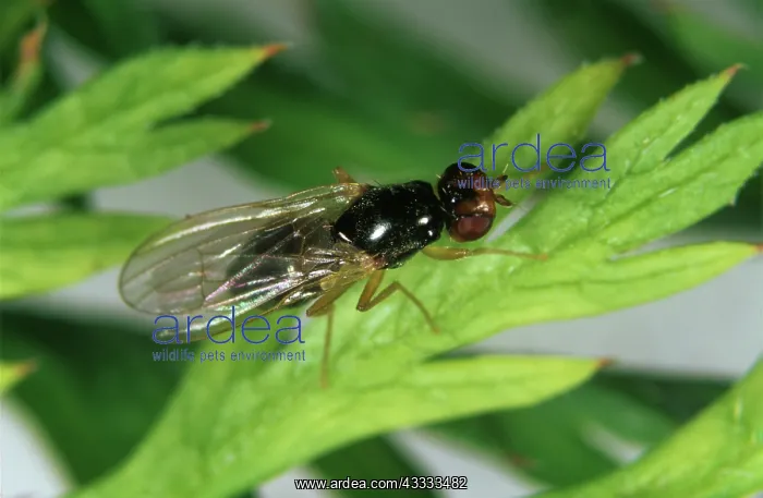 : Carrot root fly : Carrot root fly