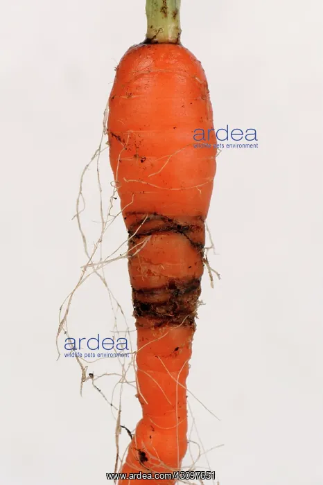 : Carrot root fly damage : Carrot root fly damage