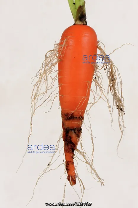 : Carrot root fly damage : Carrot root fly damage