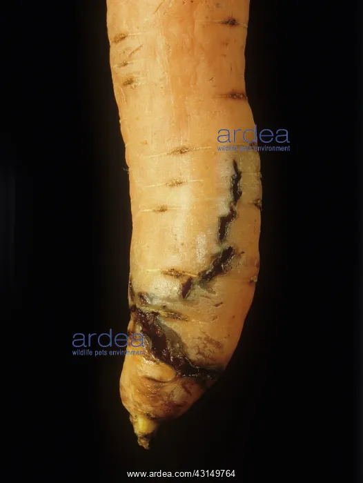 : Carrot Root Fly damage : Carrot Root Fly damage
