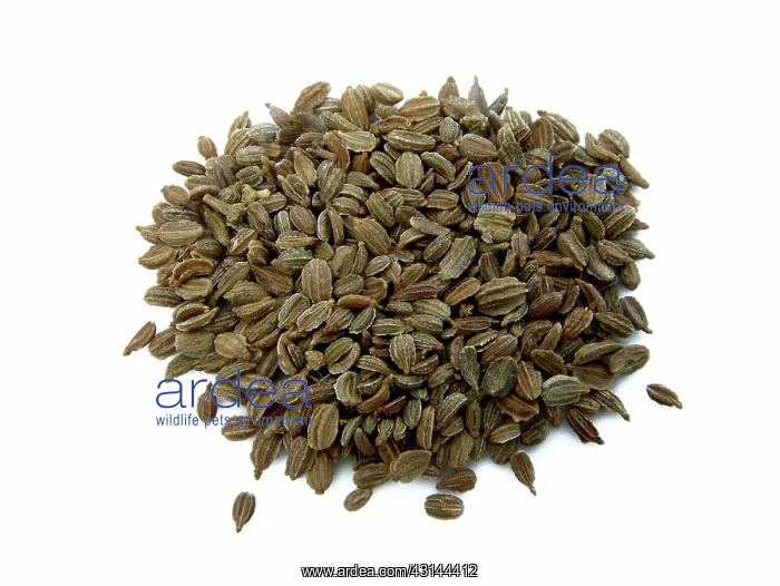 : Carrot Seeds : Carrot Seeds