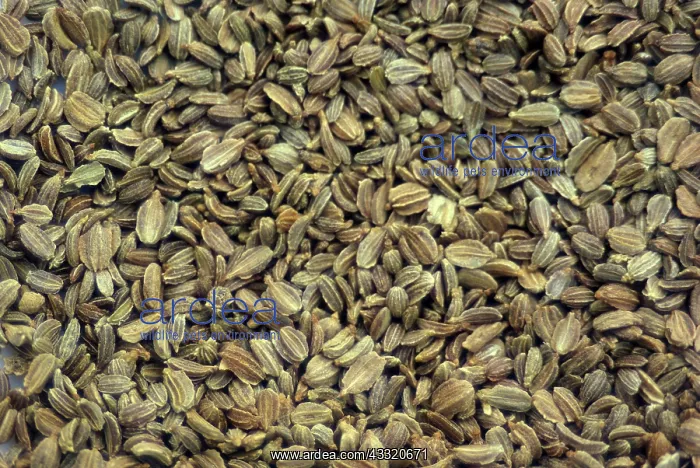 : Carrot Seeds : Carrot Seeds