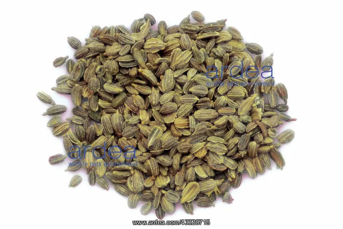 : Carrot Seeds : Carrot Seeds