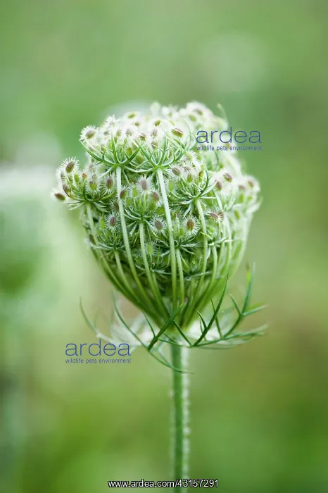 : Carrot, Wild carrot, Daucus carota. Close side view : Carrot, Wild carrot, Daucus carota. Close side view