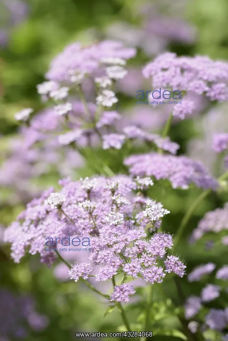 : Carrot, Wild carrot, Daucus carota, Mauve subject : Carrot, Wild carrot, Daucus carota, Mauve subject