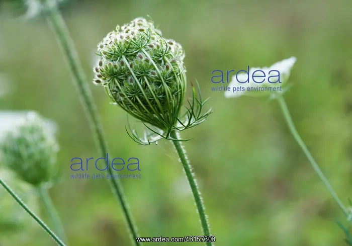 : Carrot, Wild carrot, Daucus carota. Side view of : Carrot, Wild carrot, Daucus carota. Side view of