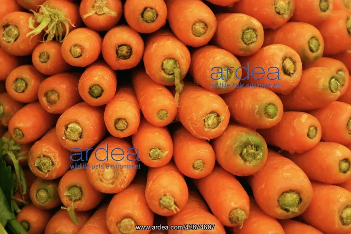 : Carrots : Carrots