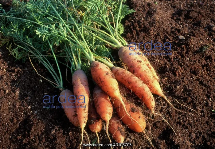 : Carrots. Touchon carrots (Daucus carota var : Carrots. Touchon carrots (Daucus carota var