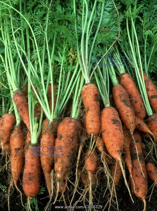 : Carrots. Orange Rocket carrots (Daucus carota var : Carrots. Orange Rocket carrots (Daucus carota var