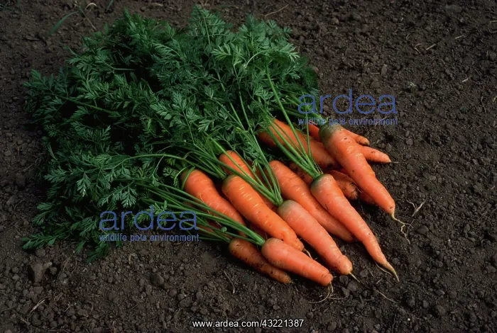 : Carrots : Carrots