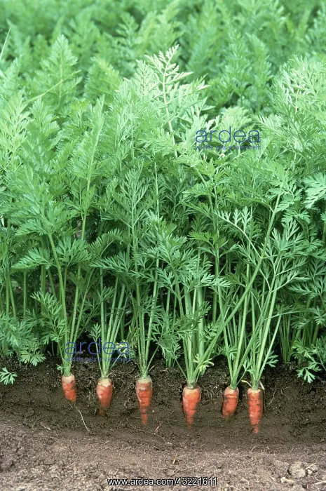 : Carrots (Daucus carota) with roots partially exposed to show the carrots development : Carrots (Daucus carota) with roots partially exposed to show the carrots development