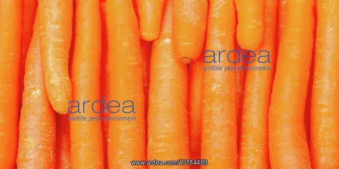 : Carrots Carrot Vegetable Background From Above Panorama : Carrots Carrot Vegetable Background From Above Panorama