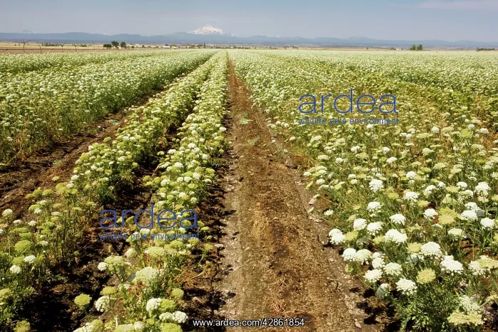 : Carrots - being grown as a seed crop : Carrots - being grown as a seed crop