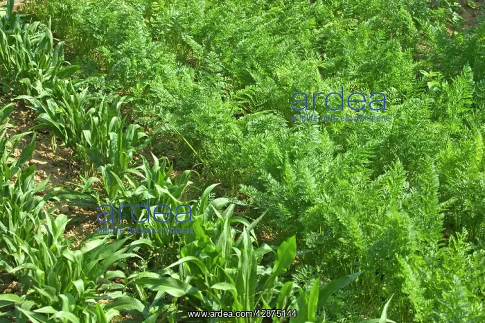 : Carrots and maize / corn growing - in Allotment : Carrots and maize / corn growing - in Allotment