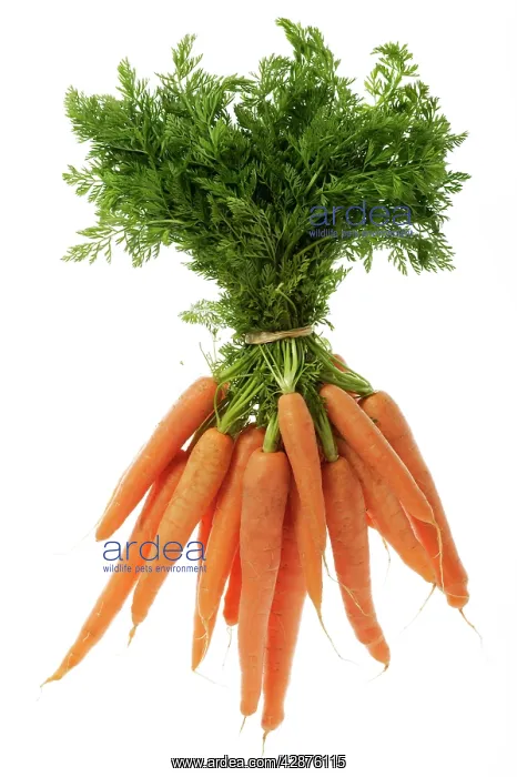  : Carrots - tied in bunch, showing leaf tops