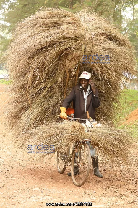 : Carrying grass for thatching building, Kakamega : Carrying grass for thatching building, Kakamega