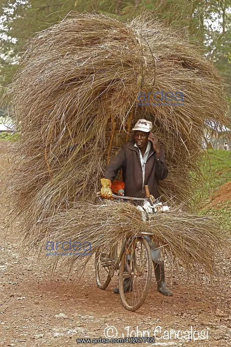 : Carrying grass for thatching building, Kakamega : Carrying grass for thatching building, Kakamega