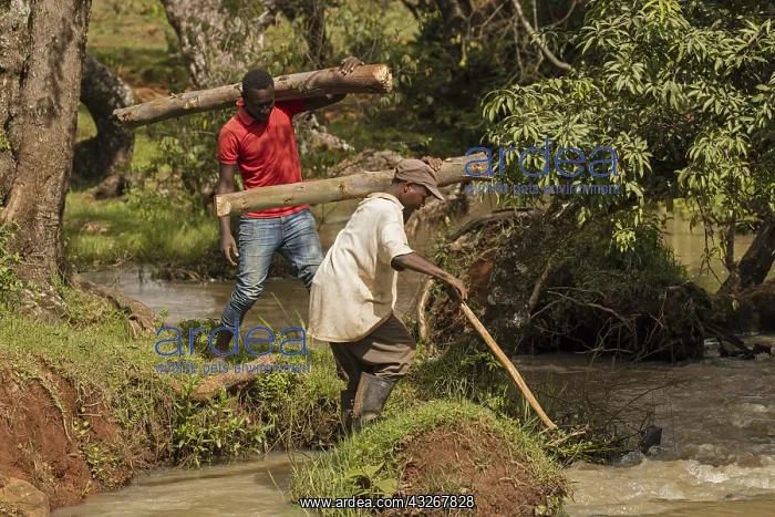  : Carrying logs for fenceposts, near Eldoret Kenya