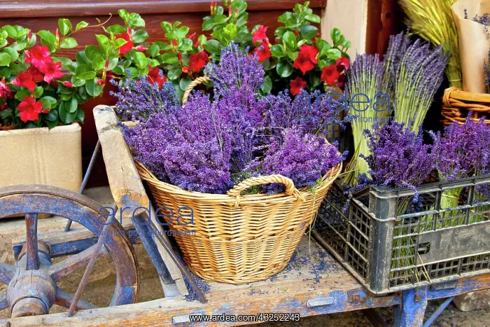  : Cart with fresh lavender for sale, Sault