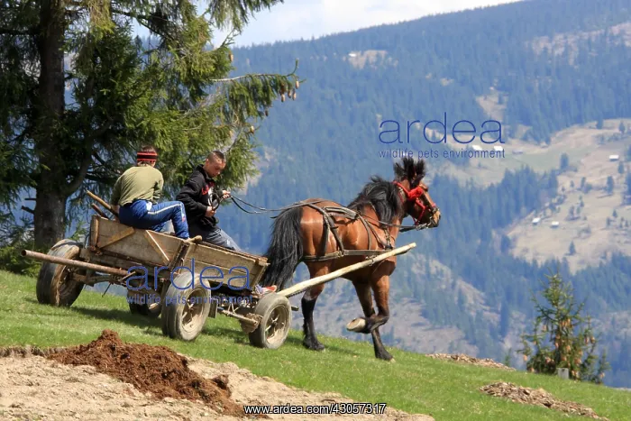 : Cart manure coupled Apuseni Mountains Romania : Cart manure coupled Apuseni Mountains Romania