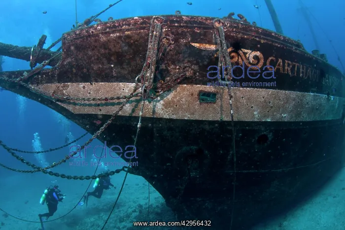 : The Carthaginian Wreck : The Carthaginian Wreck