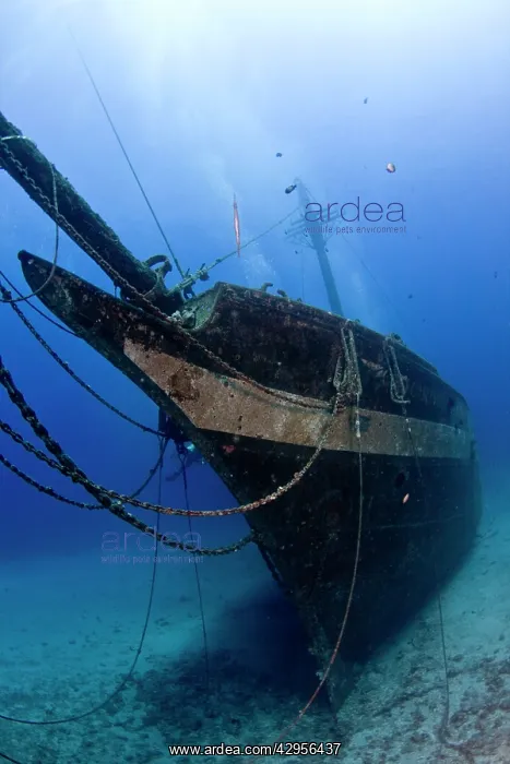: The Carthaginian Wreck : The Carthaginian Wreck