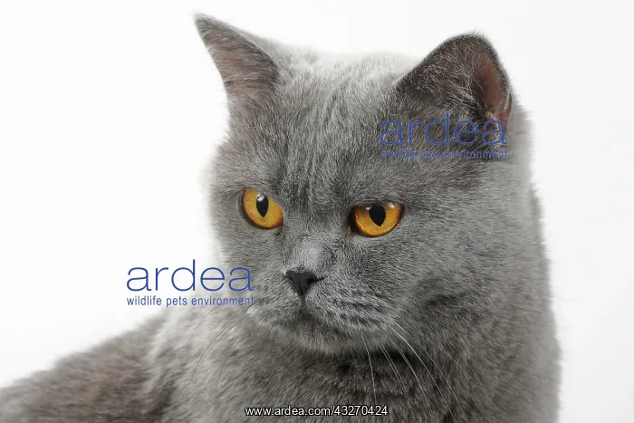 : Carthusian cat, animal portrait, white background : Carthusian cat, animal portrait, white background