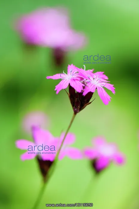  : Carthusian pink, Dianthus carthusianorum, close up of flower