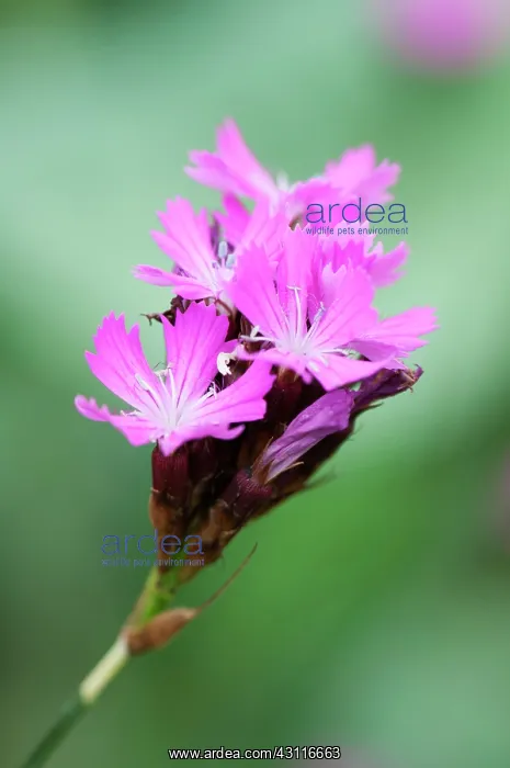 : Carthusian pink, Dianthus carthusianorum, close up of flower : Carthusian pink, Dianthus carthusianorum, close up of flower