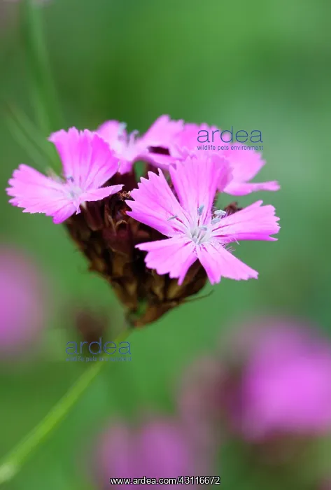 : Carthusian pink, Dianthus carthusianorum, close up of flower : Carthusian pink, Dianthus carthusianorum, close up of flower