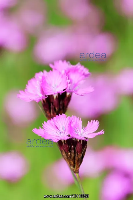  : Carthusian pink, Dianthus carthusianorum, close up of flower