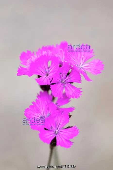: Carthusian pink, Dianthus carthusianorum close up of flowers : Carthusian pink, Dianthus carthusianorum close up of flowers