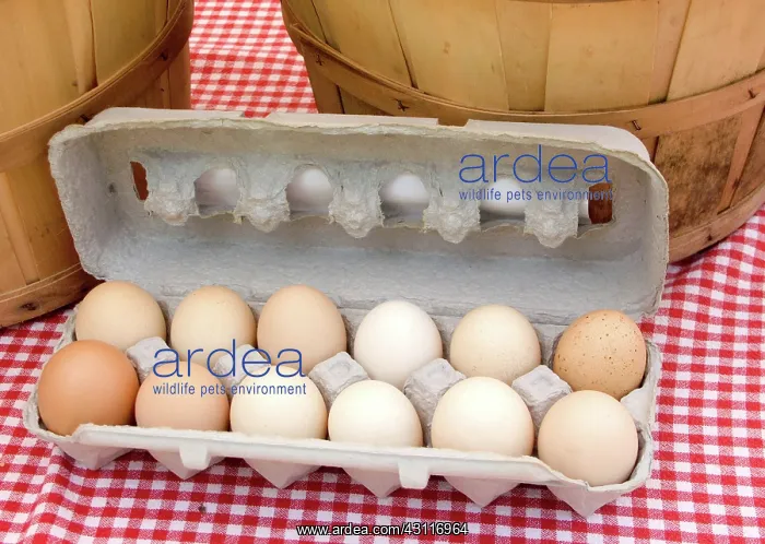 : Eggs. A carton of eggs : Eggs. A carton of eggs