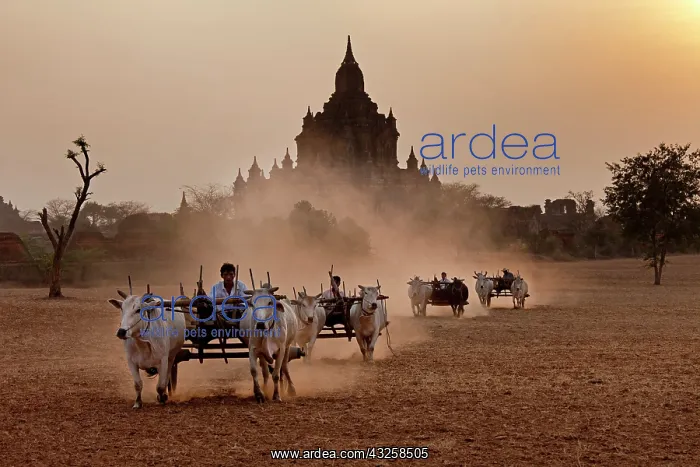 : Carts pulled on a dusty field, Bagan, Myanmar : Carts pulled on a dusty field, Bagan, Myanmar