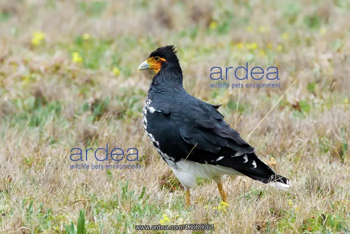 : Carunculated Caracara : Carunculated Caracara