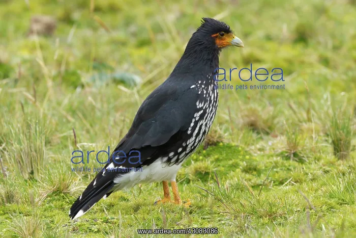 : Carunculated Caracara : Carunculated Caracara