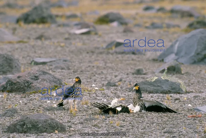 : Carunculated Caracara - inhabits high cardillera : Carunculated Caracara - inhabits high cardillera