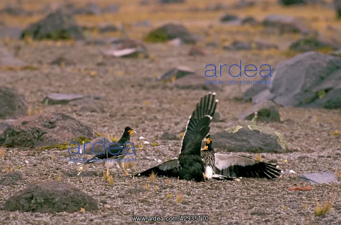 : Carunculated Caracara - inhabits high cordillera : Carunculated Caracara - inhabits high cordillera
