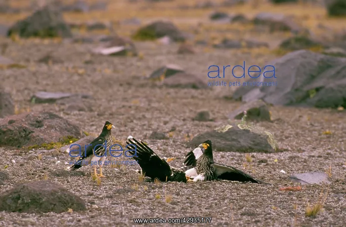  : Carunculated caracara - inhabits high cordillera